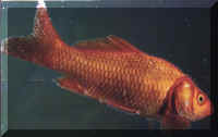 0082.jpg (57823 octets)
