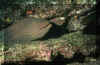 0145.jpg (40747 octets)