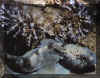 0146.JPG (49745 octets)