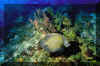 0148.JPG (68311 octets)