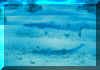 0149.JPG (36053 octets)