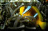 0152.jpg (44355 octets)