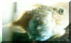 0164.jpg (34904 octets)