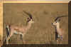 0309.jpg (36270 octets)