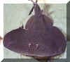 0735.jpg (27538 octets)