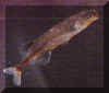 0736.jpg (8501 octets)