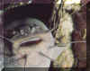 0737.jpg (19902 octets)